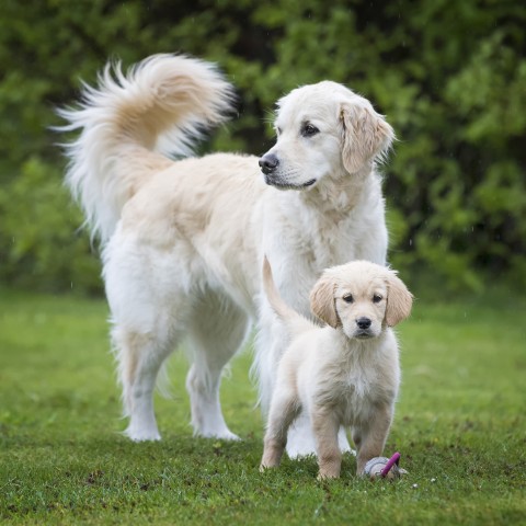 Dog Accessories Wet pet food Junior 810g 6 Piece -3- Anifit